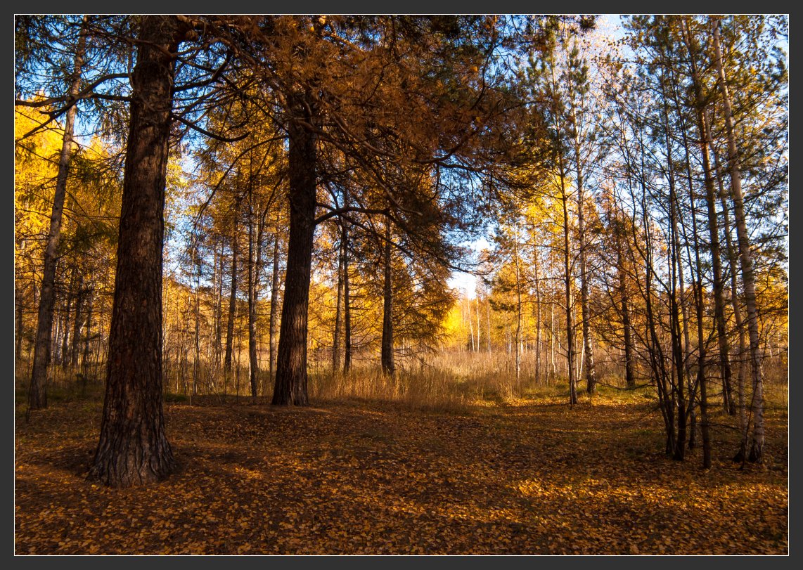 photo "Gold of autumn" tags: landscape, nature, autumn, forest