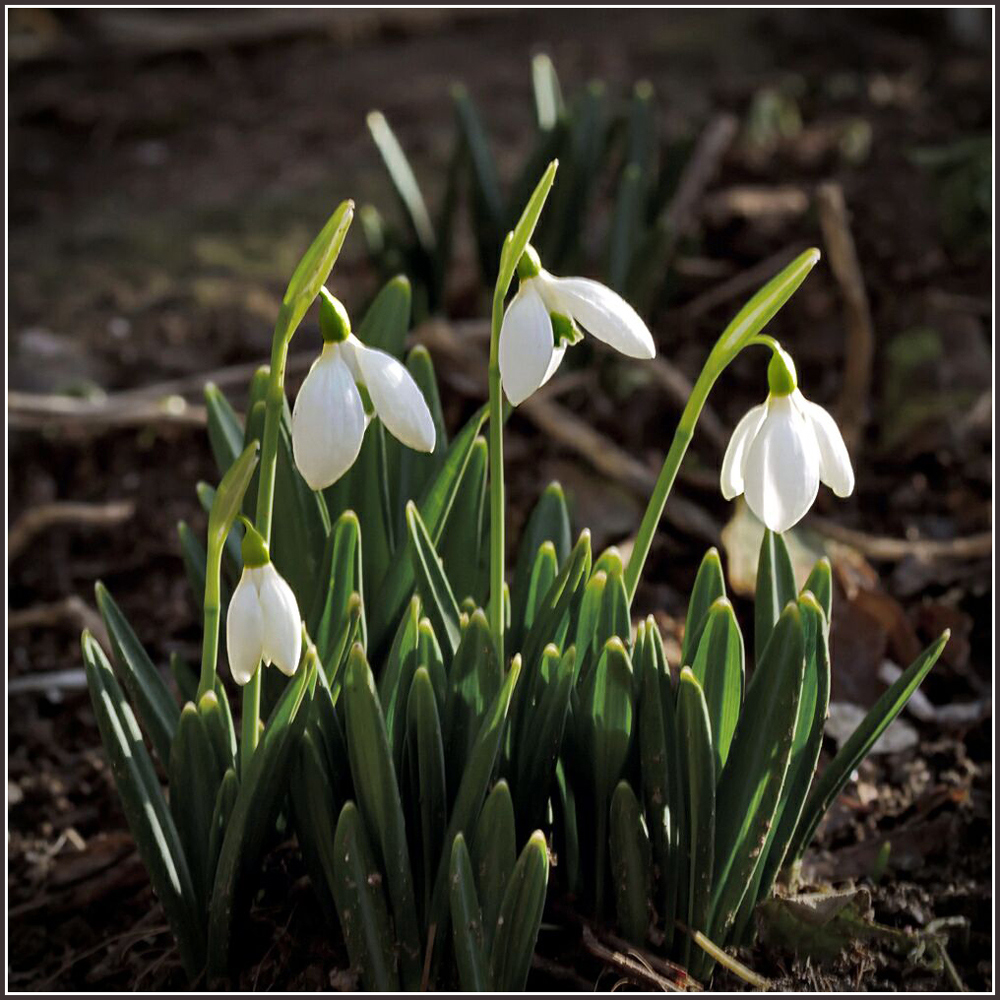 photo "One ... Two ... Three ..." tags: macro and close-up, nature, flowers, подснежники, февраль