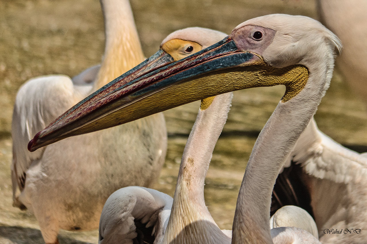 photo "Duet pelicans" tags: nature, Africa