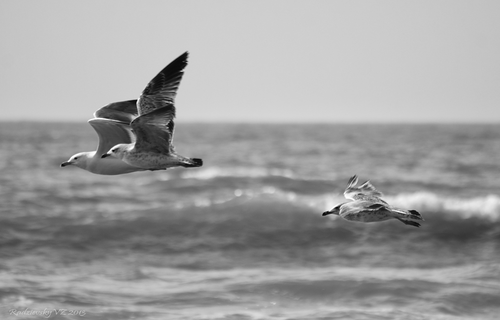 photo "***" tags: nature, black&white, 