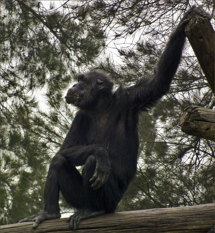photo "Looking" tags: nature, шимпанзе