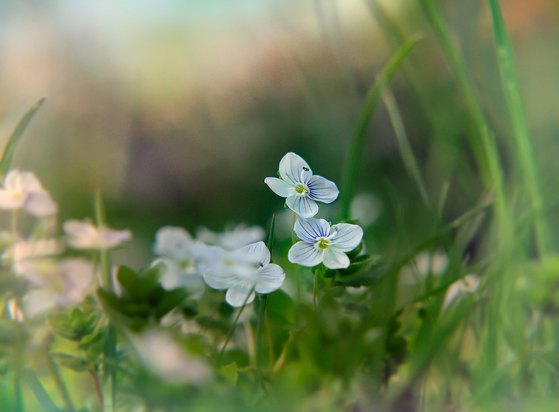 photo "***" tags: macro and close-up, nature, flowers, grass, summer, sun, тепло