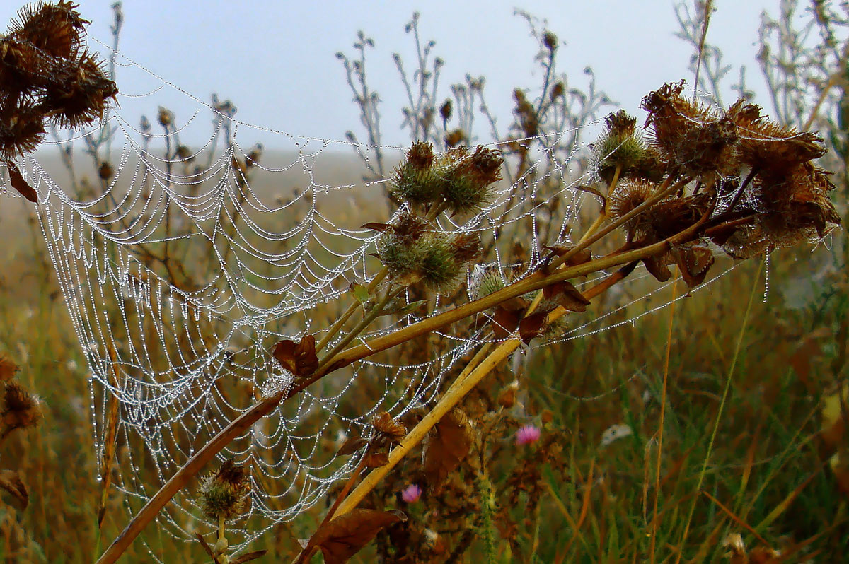photo "***" tags: macro and close-up, fog, morning, паутики