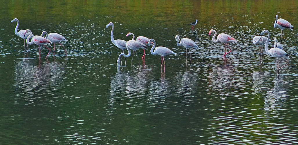 photo "Nature" tags: nature, landscape, Tagus, Tejo, birds, estuary, portugal