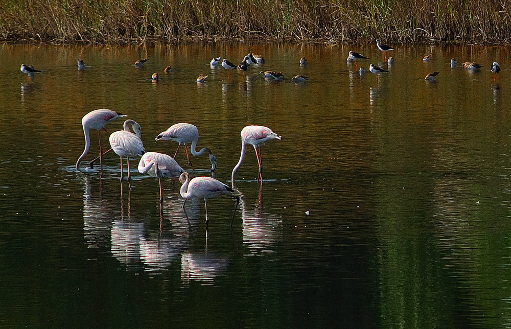 фото "Mirror" метки: пейзаж, природа, путешествия, Tagus, Tejo, animals, birds, estuary, portugal