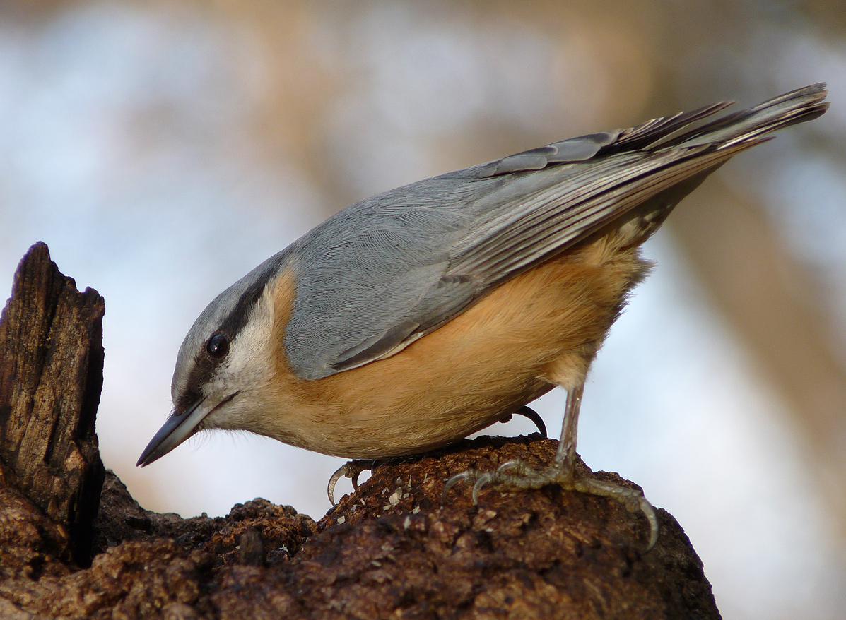 photo "***" tags: nature, wild animals