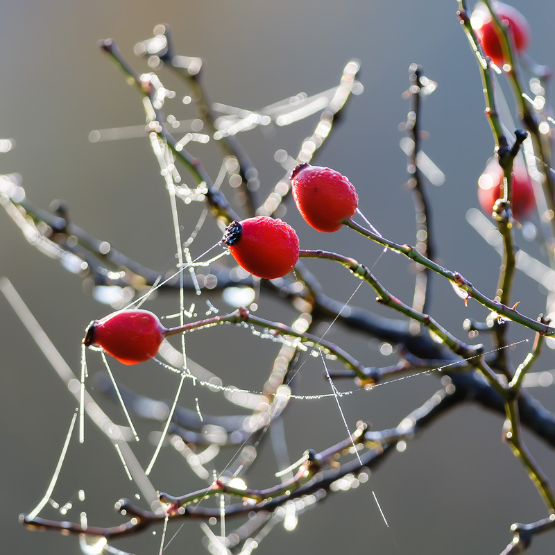 photo "***" tags: nature, macro and close-up, Europe, autumn, colour, light, plant, sun