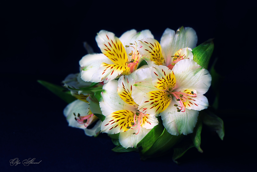 photo "***" tags: nature, flowers