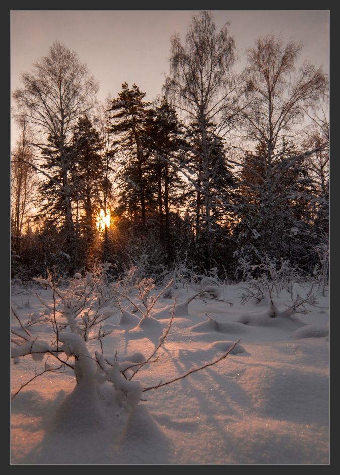 photo "***" tags: landscape, nature, forest, sunset, winter