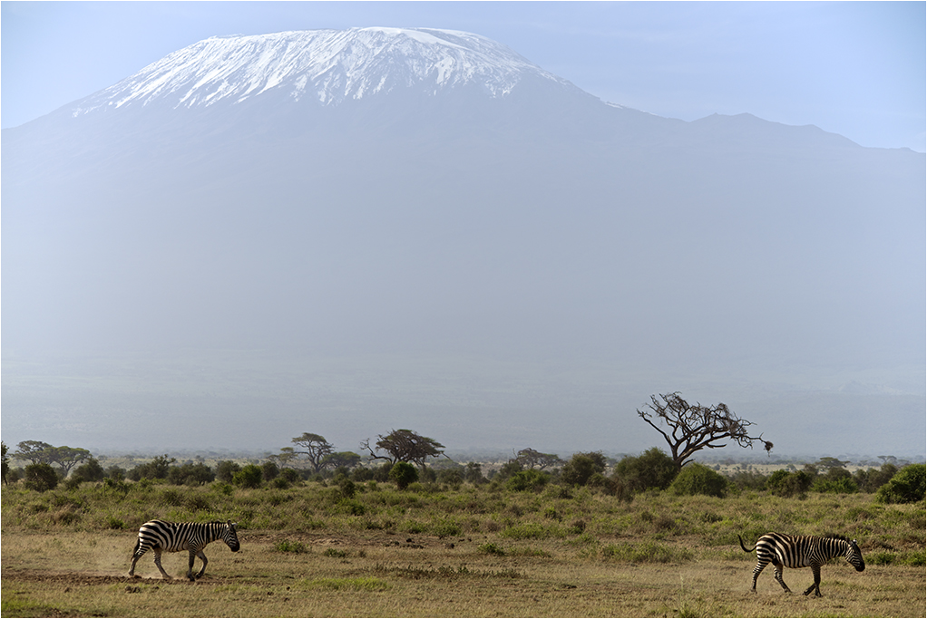 фото "Килиманджаро как декорация" метки: пейзаж, путешествия, природа, Африка, Килиманджаро, дикие животные, зебра, саванна