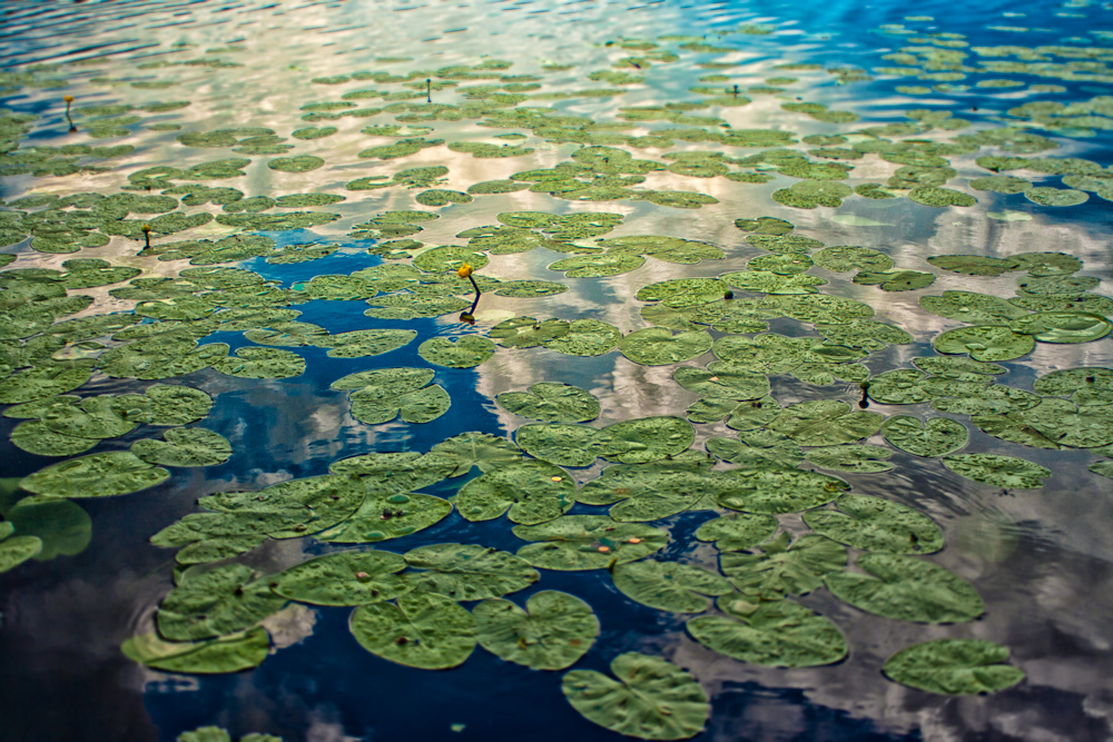 photo "***" tags: landscape, nature, flowers, water