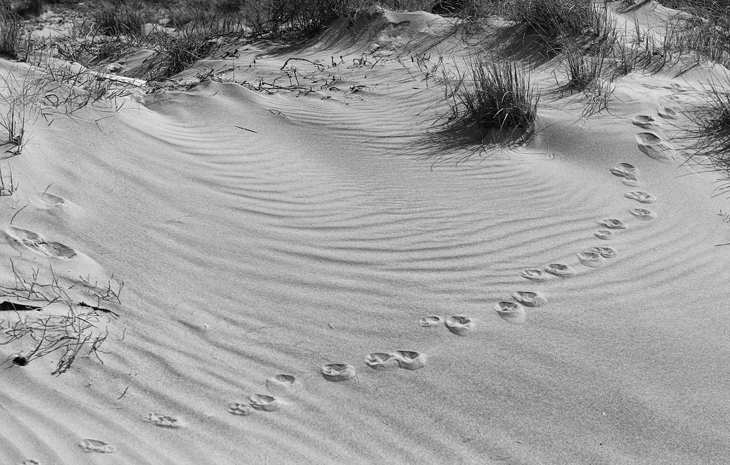 фото "Footprints in the sand dunes" метки: природа, черно-белые, 
