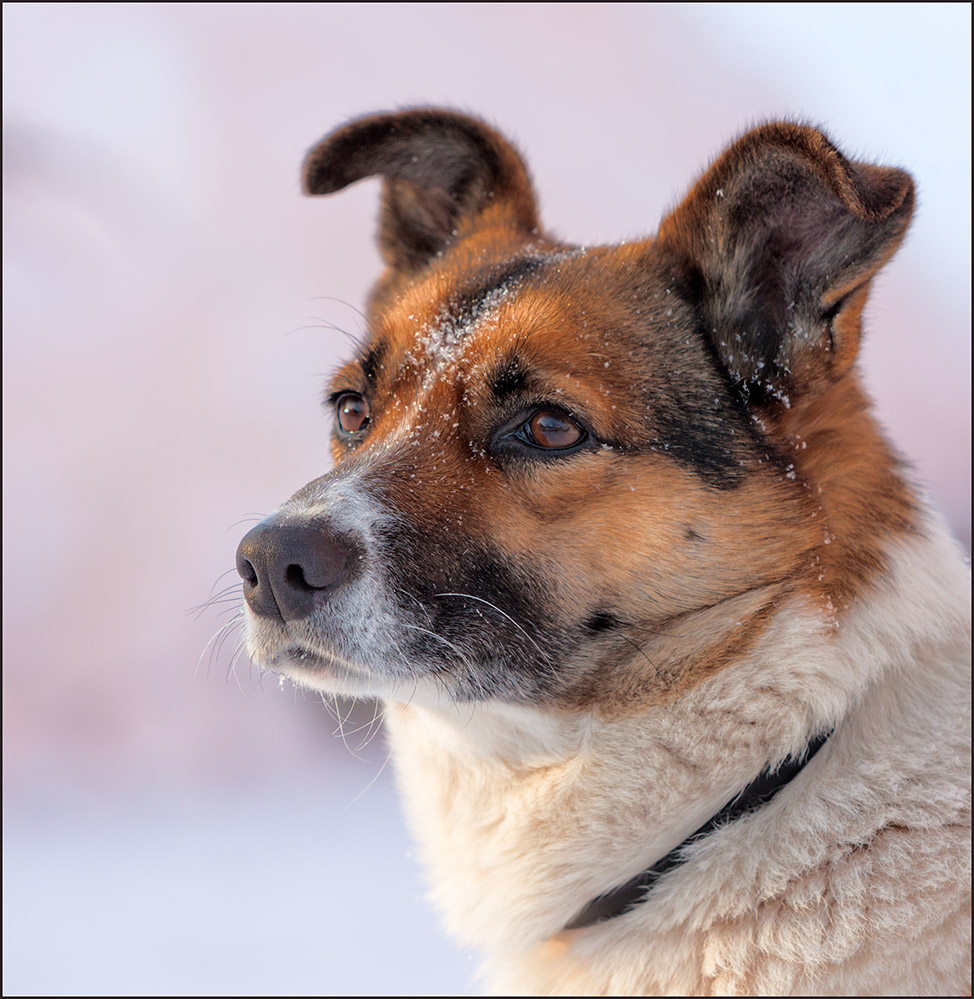 photo "***" tags: nature, portrait, pets/farm animals