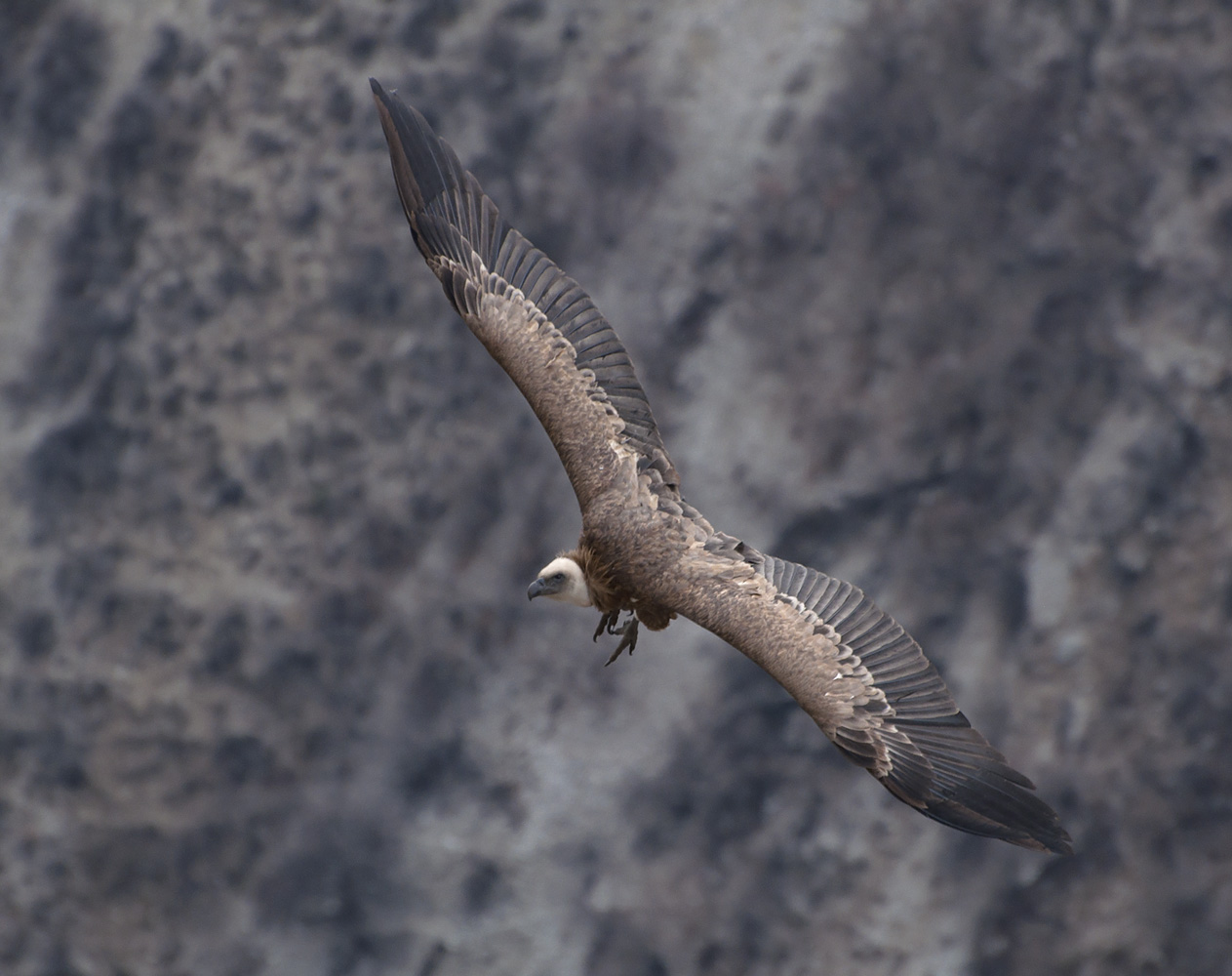 photo "***" tags: nature, flight, look, wild animals, wings, Сип, размах