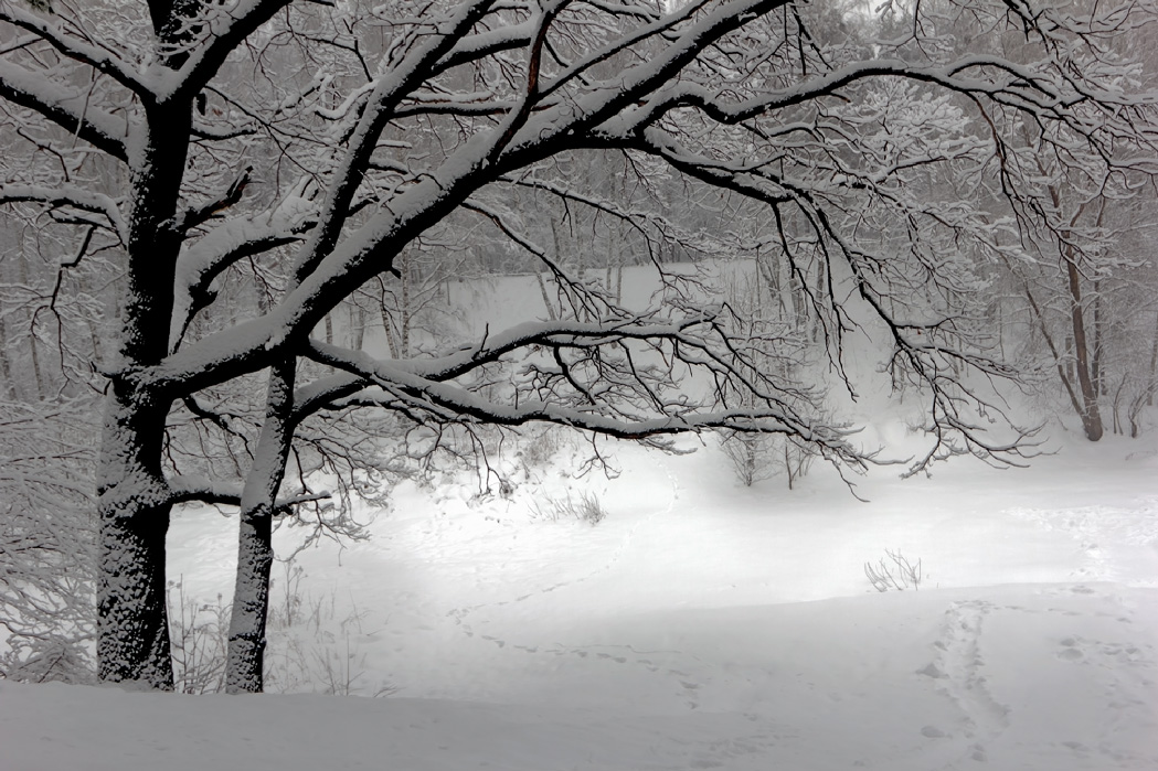 photo "***" tags: landscape, black&white, evening, forest, snow, winter