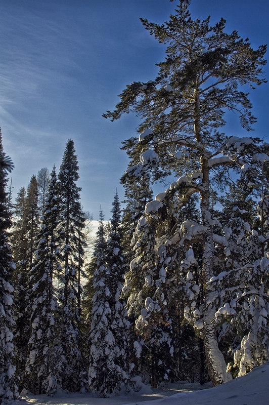 photo "***" tags: landscape, nature, clouds, forest, winter