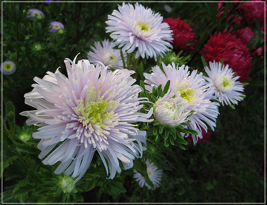 photo "Autumnal" tags: nature, autumn, flowers, астры