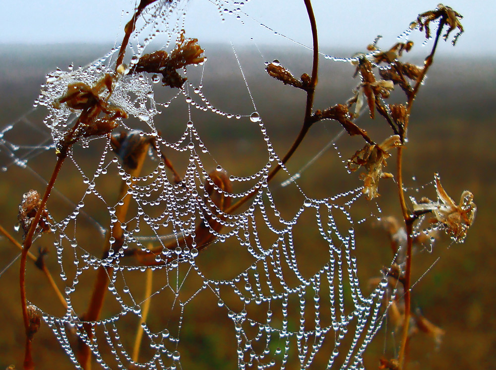 photo "***" tags: macro and close-up, fog, morning, паутики