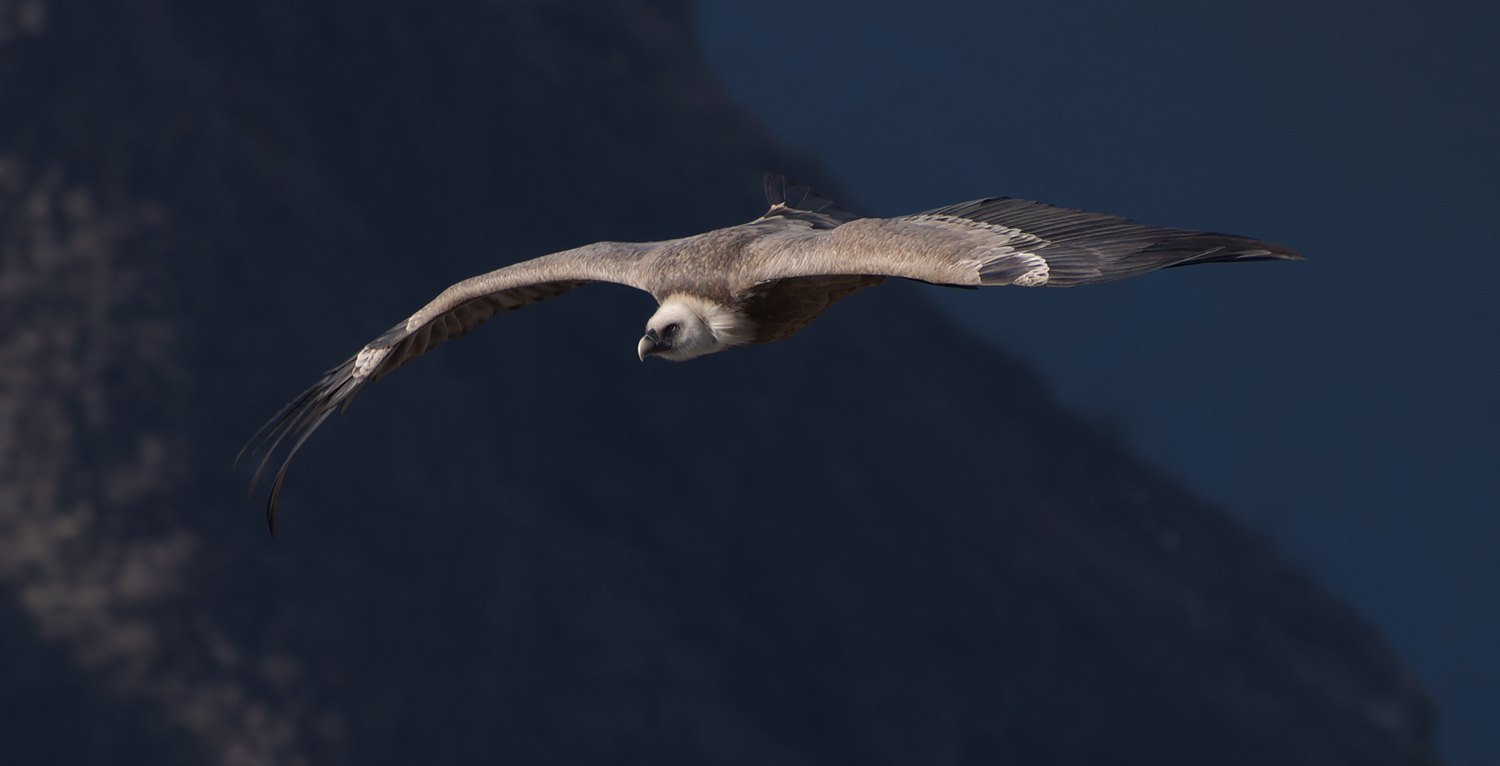 photo "***" tags: nature, flight, look, mountains, wild animals, wings, размах