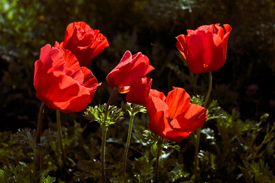photo "***" tags: nature, spring