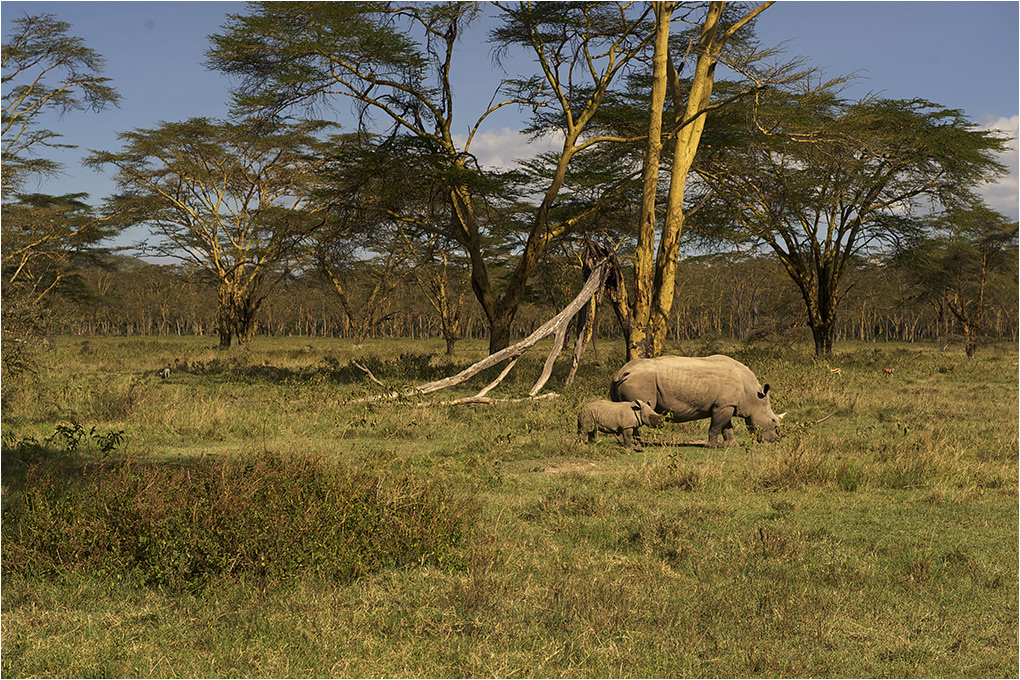 photo "Landscape with rhinos" tags: landscape, travel, nature, Africa, wild animals, носорог, саванна