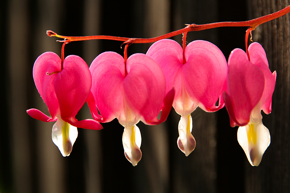 photo "***" tags: macro and close-up, flowers, macro, red, spring