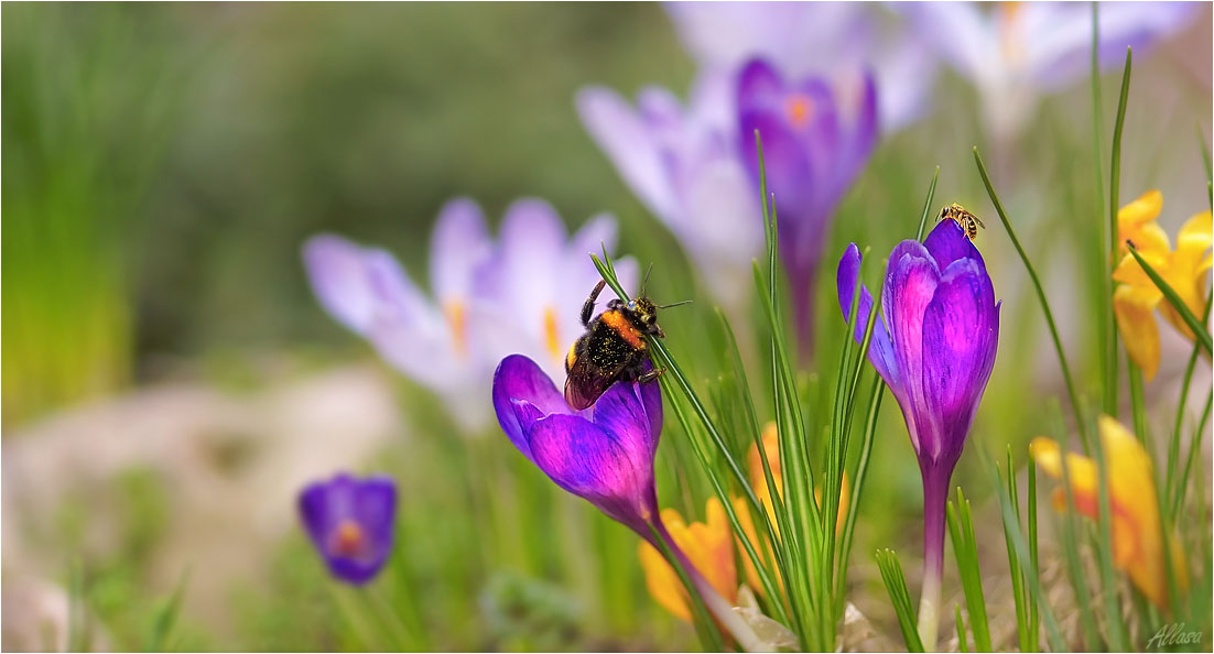 photo "***" tags: nature, 