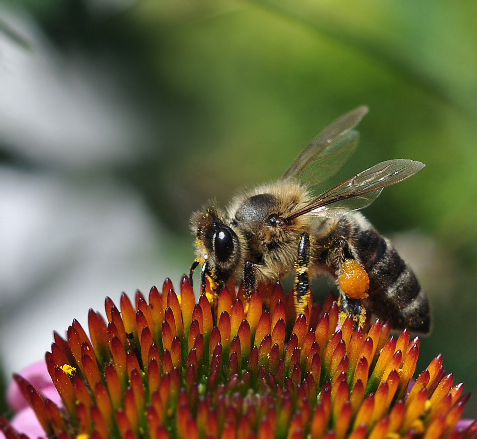фото "Бджiлка" метки: макро и крупный план, пчела, цветок