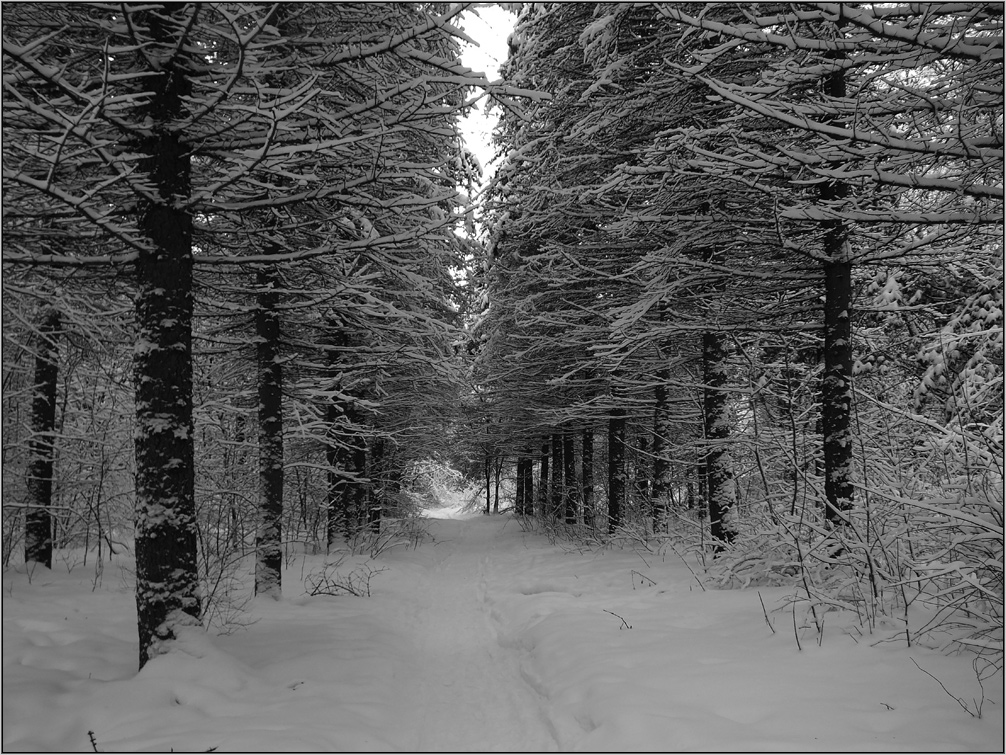 photo "White and Black" tags: black&white, landscape, nature, лес снег деревья зима