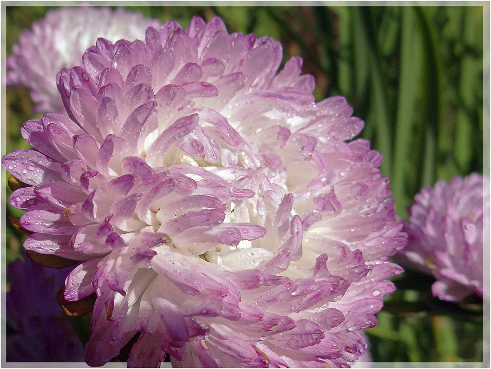 photo "***" tags: nature, macro and close-up, 