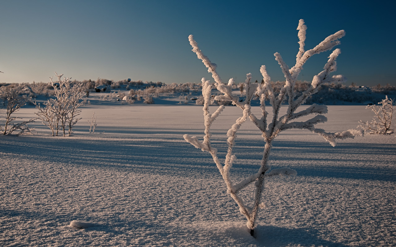 photo "***" tags: nature, 