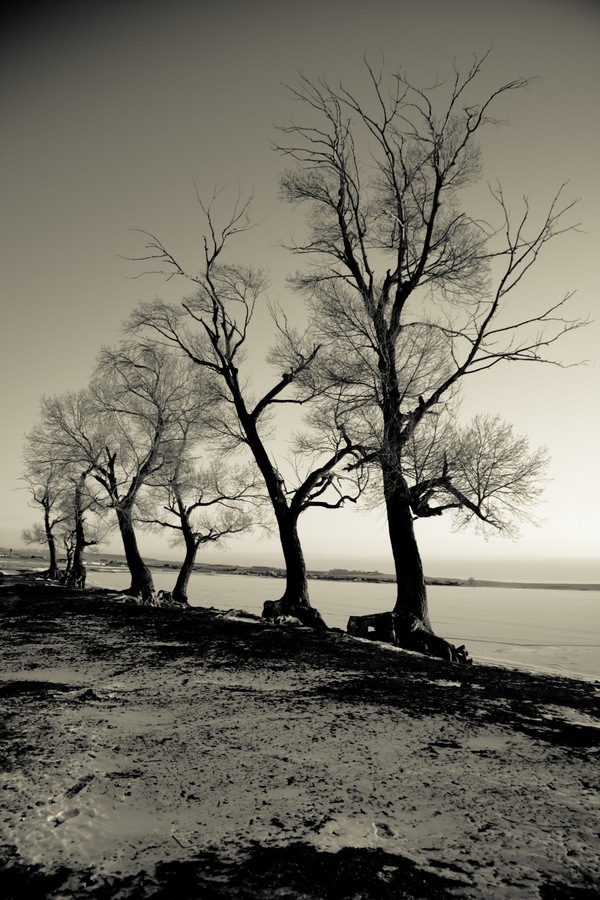 photo "Winter" tags: landscape, black&white, 