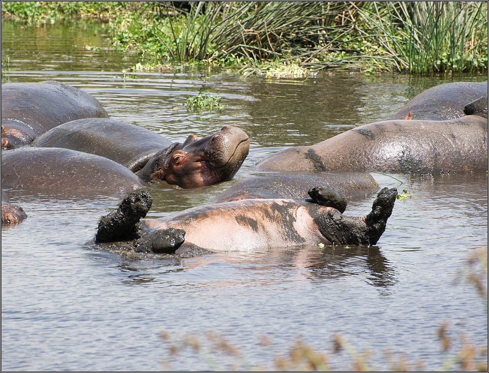 photo "Life is good!" tags: nature, humor, 