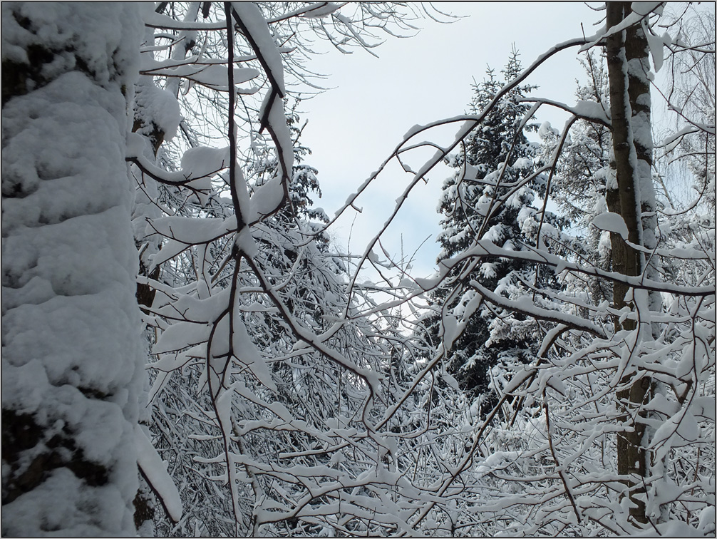 photo "Music of Winter" tags: landscape, nature, misc., зима снег деревья кусты ветви