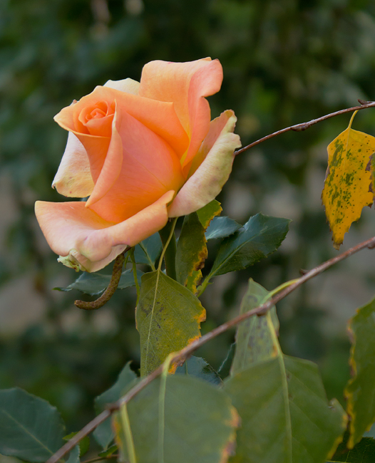 photo "***" tags: nature, macro and close-up, Ukraine, rose, Запорожье