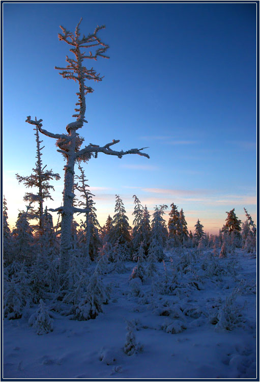 photo "***" tags: landscape, evening, taiga, мороз