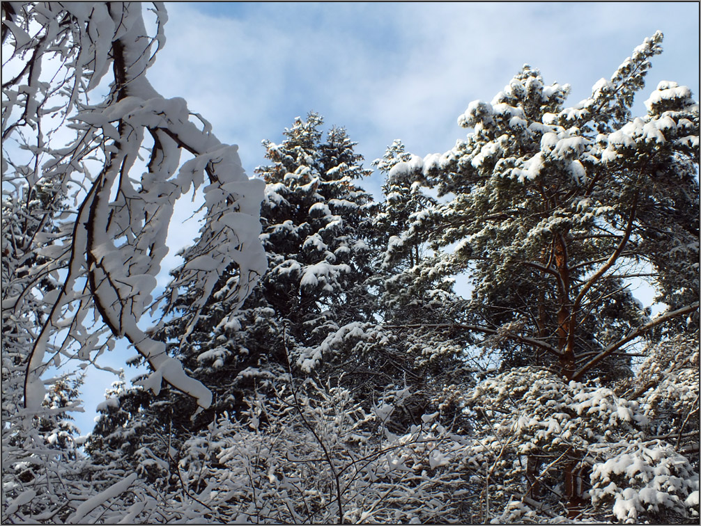 photo "Winter... Pines... Sky..." tags: landscape, nature, misc., Зима снег сосны небо