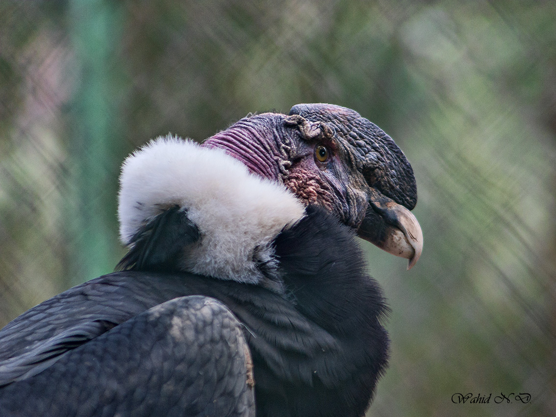 фото "condor" метки: природа, портрет, репортаж, 