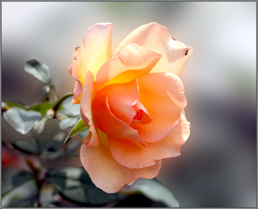 фото "***" метки: природа, 