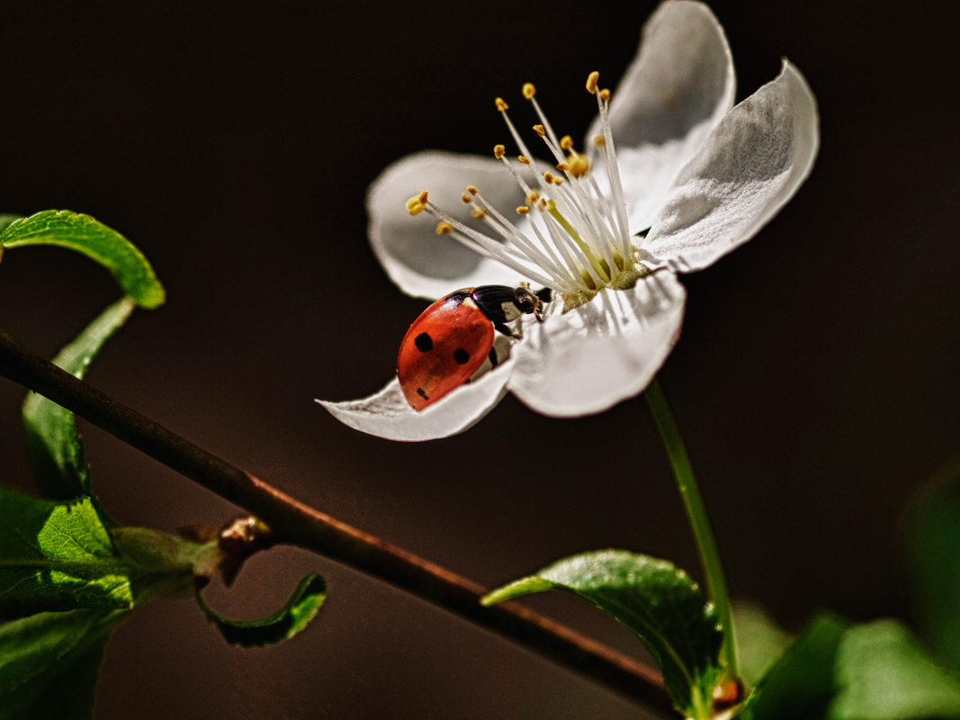 photo "***" tags: macro and close-up, 