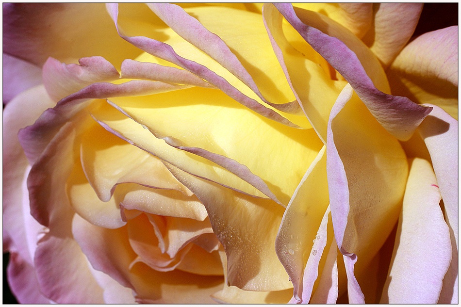 photo "***" tags: macro and close-up, flowers, macro, rose, yellow