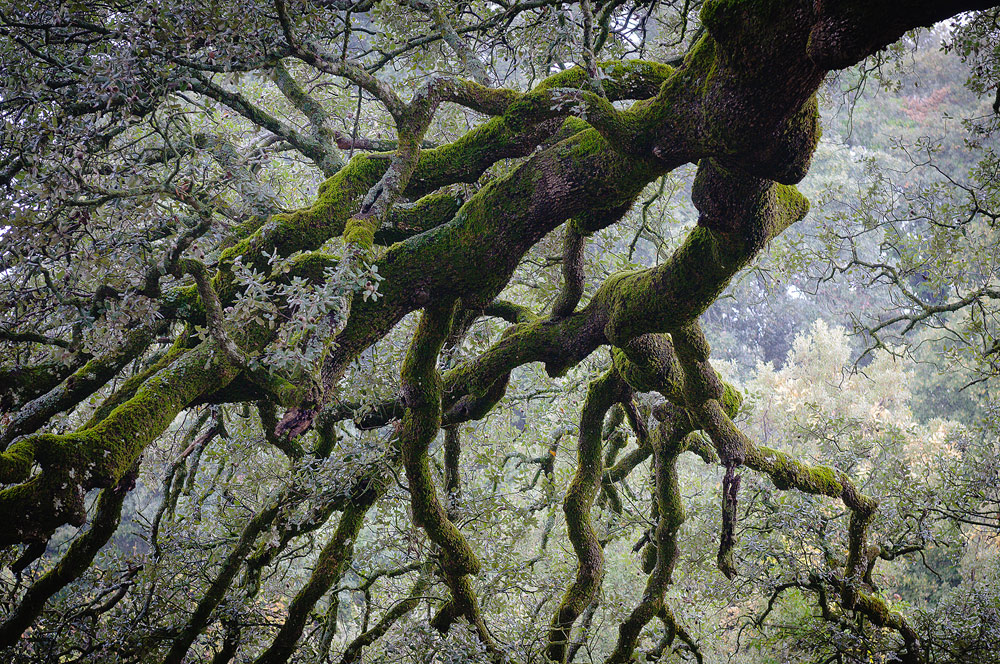 photo "***" tags: nature, fragment, misc., Europe, Spain, colour, forest, tree, фактура