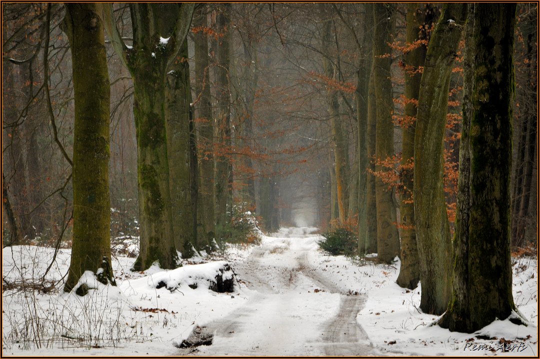 photo "***" tags: landscape, nature, street, forest, winter