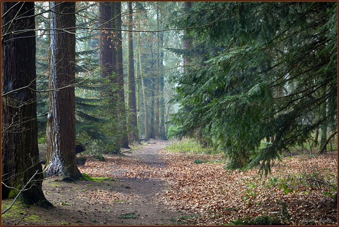 photo "***" tags: landscape, nature, forest
