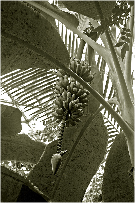 photo "Bananas." tags: nature, fragment, black&white, 