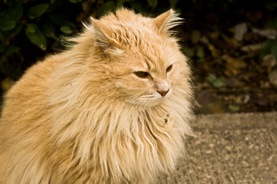 фото "Бездомная кошка." метки: разное, домашние животные