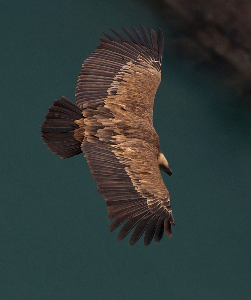 photo "***" tags: nature, flight, wild animals, wings, Сип, размах