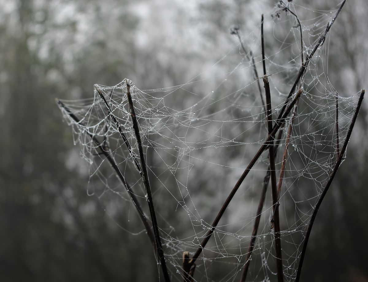 photo "Thin chains of fall" tags: nature, macro and close-up, autumn, forest