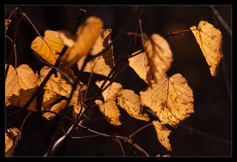 фото "Запах осени" метки: природа, листья, осень