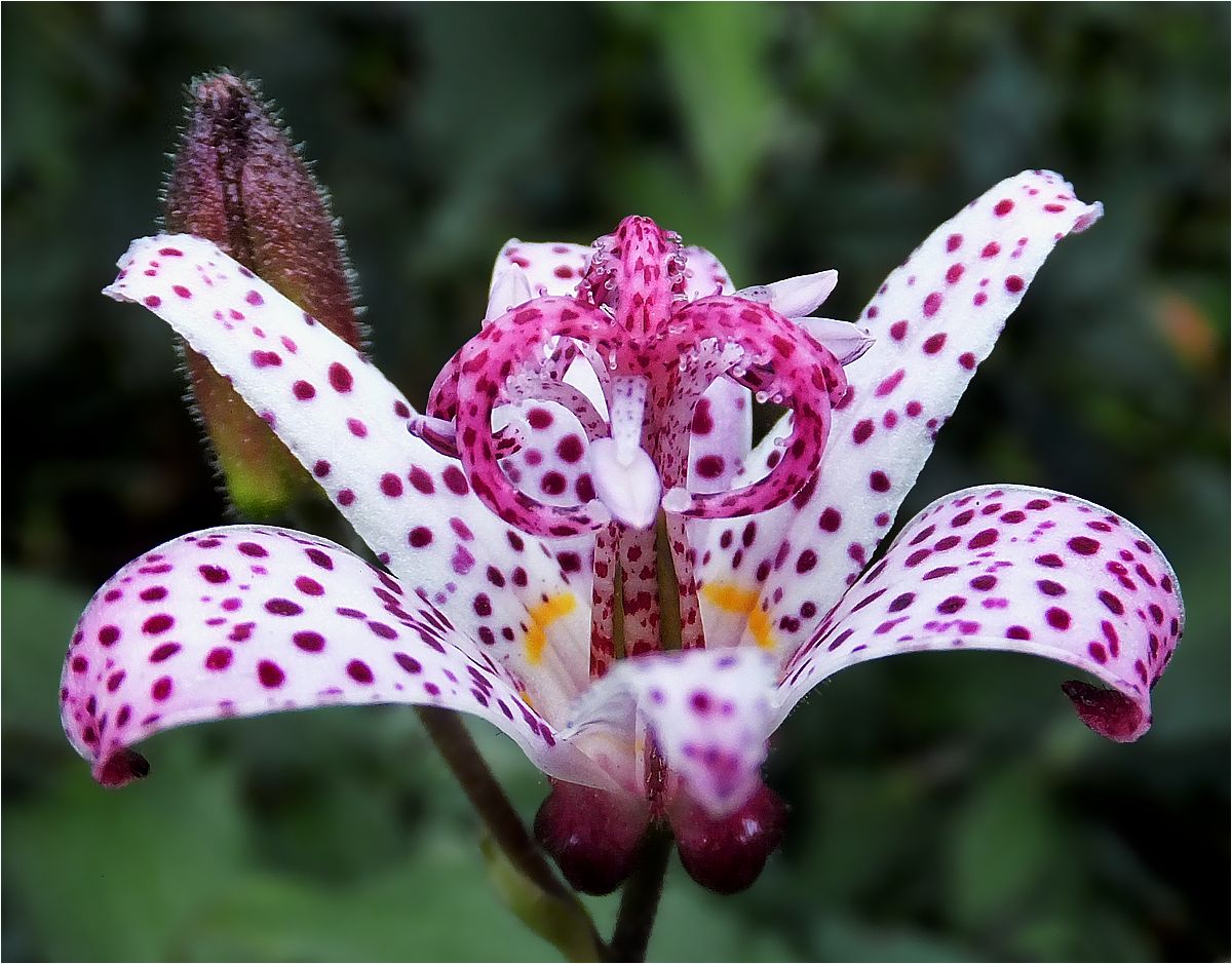 photo "The flower in the grass" tags: nature, macro and close-up, flower, flowers